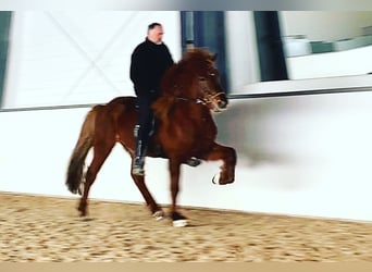 Pony Islandese, Castrone, 14 Anni, 144 cm, Sauro scuro