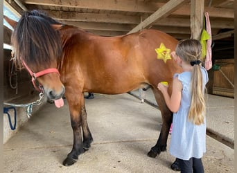 Pony Islandese, Castrone, 14 Anni, 145 cm, Baio