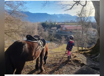 Pony Islandese, Castrone, 15 Anni, 130 cm, Morello