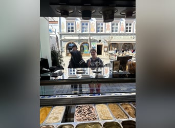 Pony Islandese, Castrone, 15 Anni, 132 cm, Morello