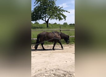 Pony Islandese, Castrone, 15 Anni, 137 cm, Morello