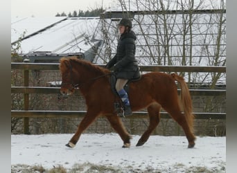Pony Islandese, Castrone, 15 Anni, 139 cm, Falbo