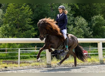 Pony Islandese, Castrone, 15 Anni, 140 cm