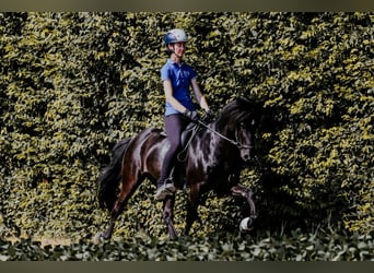 Pony Islandese, Castrone, 15 Anni, 141 cm, Morello