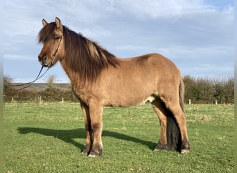 Pony Islandese, Castrone, 15 Anni, 143 cm, Falbo