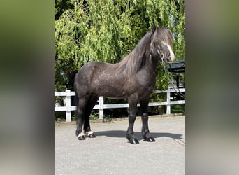 Pony Islandese, Castrone, 15 Anni, 145 cm, Morello