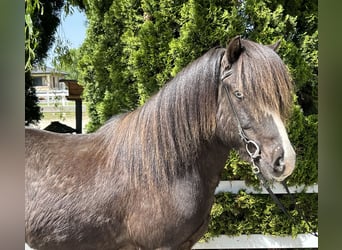Pony Islandese, Castrone, 15 Anni, 145 cm, Morello