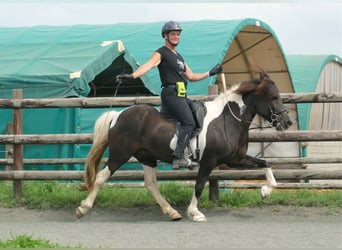 Pony Islandese, Castrone, 15 Anni, 145 cm, Pezzato