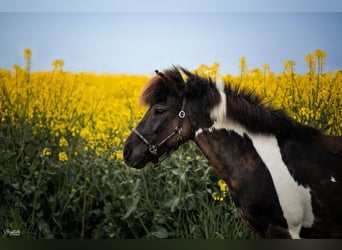 Pony Islandese Mix, Castrone, 16 Anni, 126 cm, Pezzato