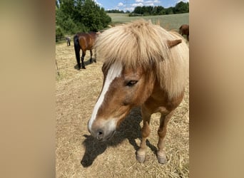 Pony Islandese, Castrone, 16 Anni, 137 cm, Sauro