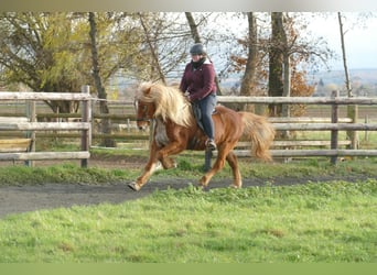 Pony Islandese, Castrone, 16 Anni, 140 cm, Sauro