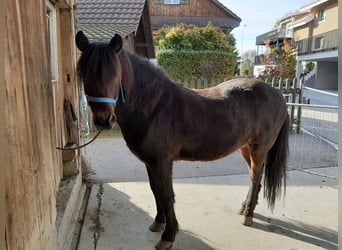 Pony Islandese, Castrone, 17 Anni, 136 cm, Baio scuro