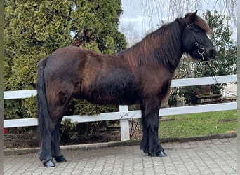 Pony Islandese, Castrone, 17 Anni, 138 cm, Morello