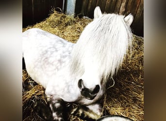 Pony Islandese, Castrone, 18 Anni, 133 cm, Grigio