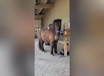 Pony Islandese, Castrone, 18 Anni, 140 cm, Baio scuro