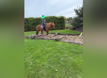 Pony Islandese, Castrone, 18 Anni, 140 cm, Sauro