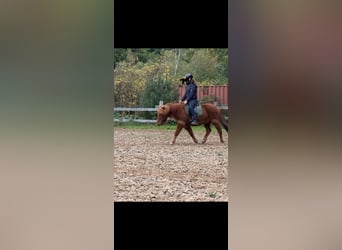 Pony Islandese, Castrone, 18 Anni, 140 cm, Sauro