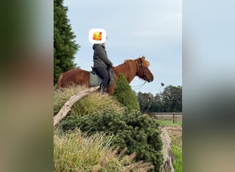 Pony Islandese, Castrone, 18 Anni, 140 cm, Sauro