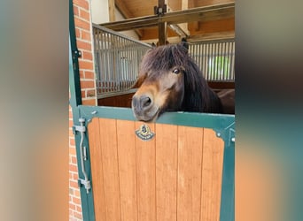 Pony Islandese, Castrone, 18 Anni, 145 cm, Baio chiaro