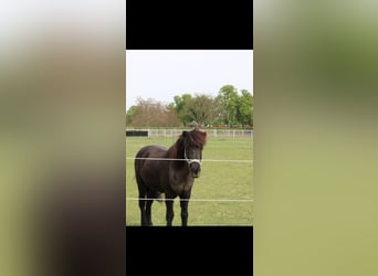 Pony Islandese, Castrone, 19 Anni, 145 cm, Morello