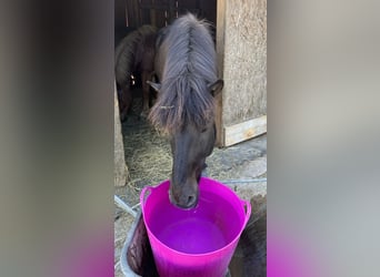 Pony Islandese, Castrone, 19 Anni, 145 cm, Morello