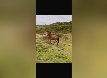 Pony Islandese, Castrone, 19 Anni, 146 cm, Baio