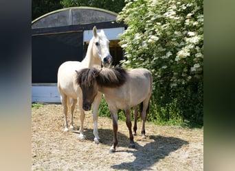 Pony Islandese, Castrone, 1 Anno, 135 cm, Falbo