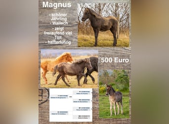Pony Islandese, Castrone, 1 Anno
