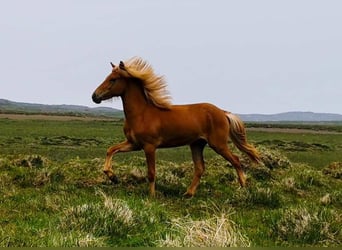 Pony Islandese, Castrone, 1 Anno, Sauro scuro