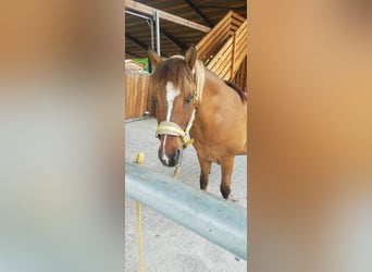 Pony Islandese, Castrone, 21 Anni, 135 cm, Falbo