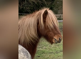 Pony Islandese, Castrone, 22 Anni, 145 cm, Sauro