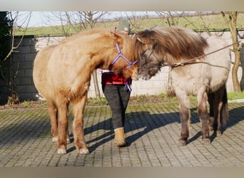 Pony Islandese, Castrone, 2 Anni, 139 cm, Falbo