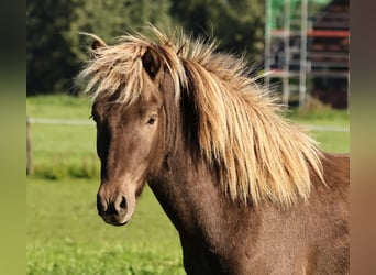 Pony Islandese, Castrone, 2 Anni, 140 cm, Pearl