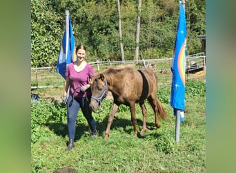 Pony Islandese, Castrone, 2 Anni, 140 cm, Sauro scuro