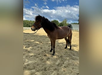 Pony Islandese, Castrone, 3 Anni, 128 cm, Baio roano