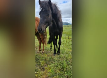 Pony Islandese, Castrone, 3 Anni, 136 cm, Morello