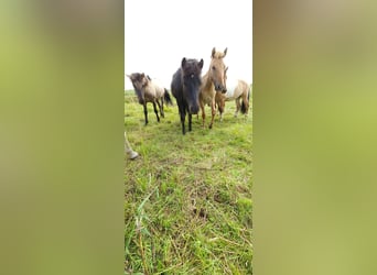 Pony Islandese, Castrone, 3 Anni, 136 cm, Morello
