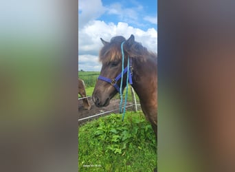 Pony Islandese, Castrone, 3 Anni, 137 cm, Baio nero