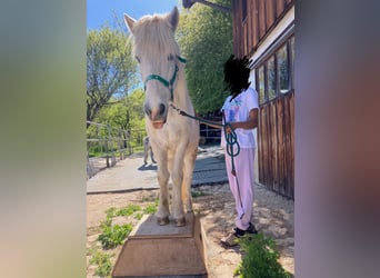 Pony Islandese, Castrone, 3 Anni, 140 cm, Grigio