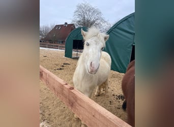 Pony Islandese, Castrone, 3 Anni, 140 cm, Pezzato