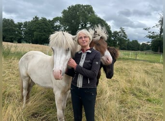 Pony Islandese, Castrone, 3 Anni, 141 cm, Pezzato