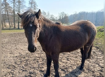 Pony Islandese, Castrone, 4 Anni, 133 cm, Baio nero