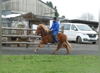 Pony Islandese, Castrone, 4 Anni, 134 cm, Sauro