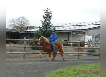 Pony Islandese, Castrone, 4 Anni, 134 cm, Sauro