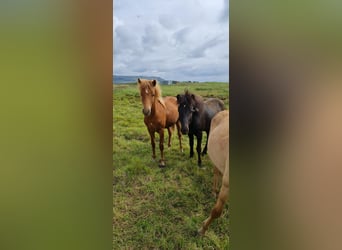 Pony Islandese, Castrone, 4 Anni, 134 cm, Sauro scuro