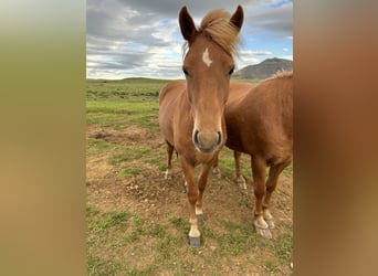 Pony Islandese, Castrone, 4 Anni, 134 cm, Sauro scuro