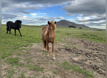 Pony Islandese, Castrone, 4 Anni, 134 cm, Sauro scuro