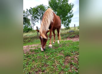 Pony Islandese, Castrone, 4 Anni, 135 cm, Sauro