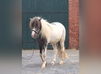 Pony Islandese, Castrone, 4 Anni, 137 cm, Grigio ferro