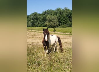 Pony Islandese, Castrone, 4 Anni, 137 cm, Grigio ferro